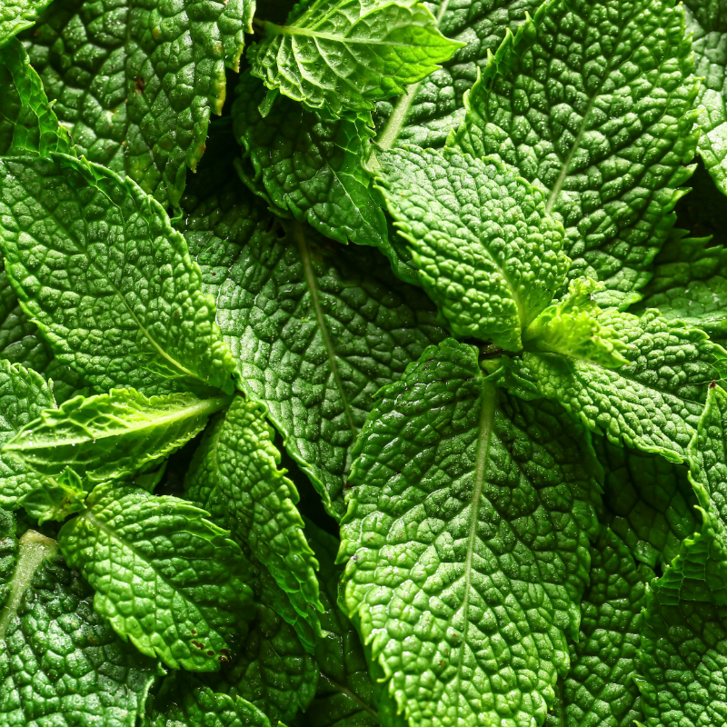 MENTHA PIPERITA